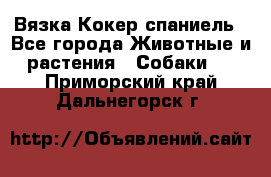 Вязка Кокер спаниель - Все города Животные и растения » Собаки   . Приморский край,Дальнегорск г.